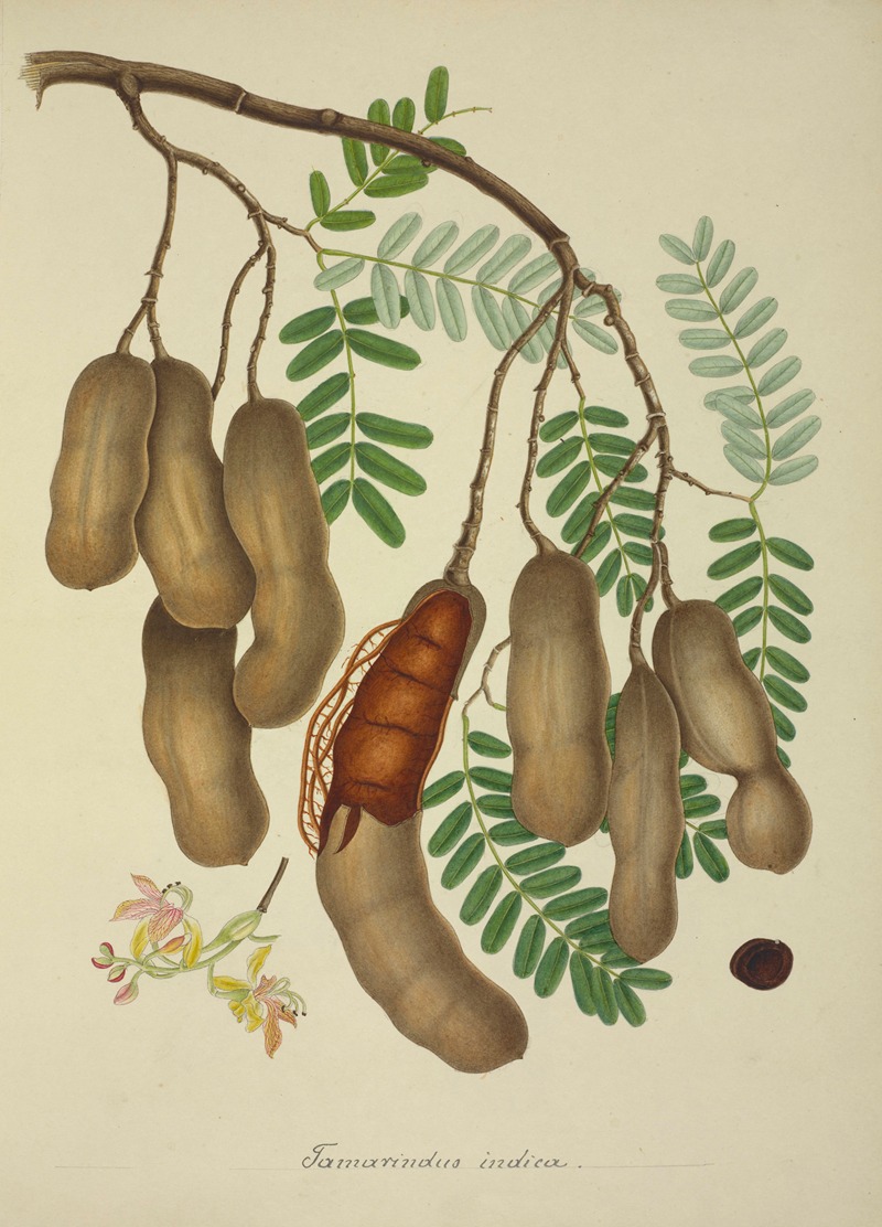 Mon Jardin a Ceylan Pl.138 by George De Alwis, 1896 — digital art print download