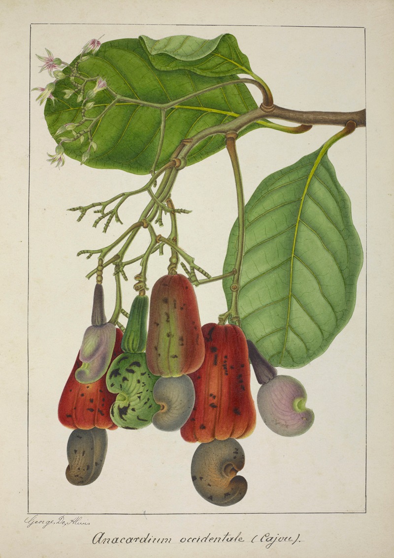 Mon Jardin a Ceylan Pl.139 by George De Alwis, 1896 — digital art print download