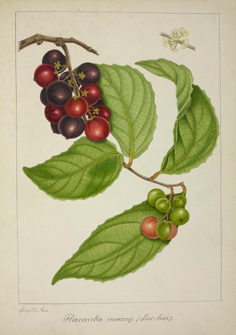 Mon Jardin a Ceylan Pl.141 by George De Alwis, 1896 — digital art print download