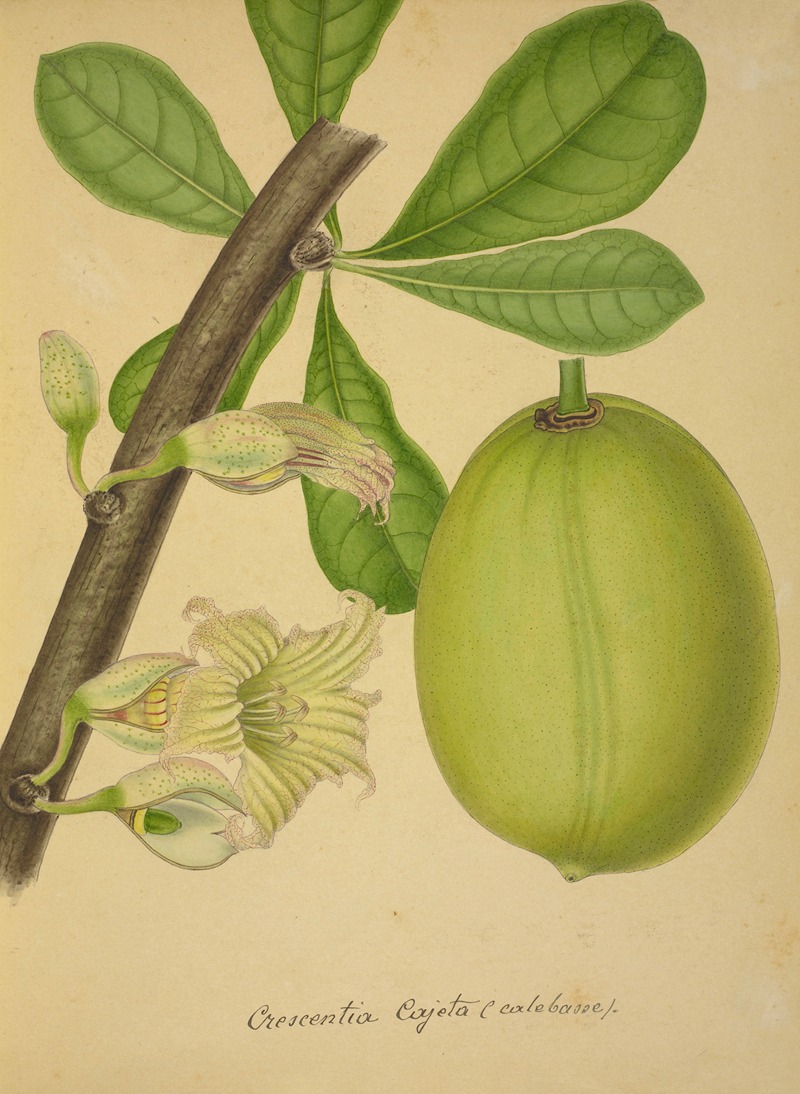 Mon Jardin a Ceylan Pl.142 by George De Alwis, 1896 — digital art print download
