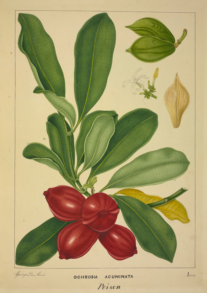 Mon Jardin a Ceylan Pl.143 by George De Alwis, 1896 — digital art print download