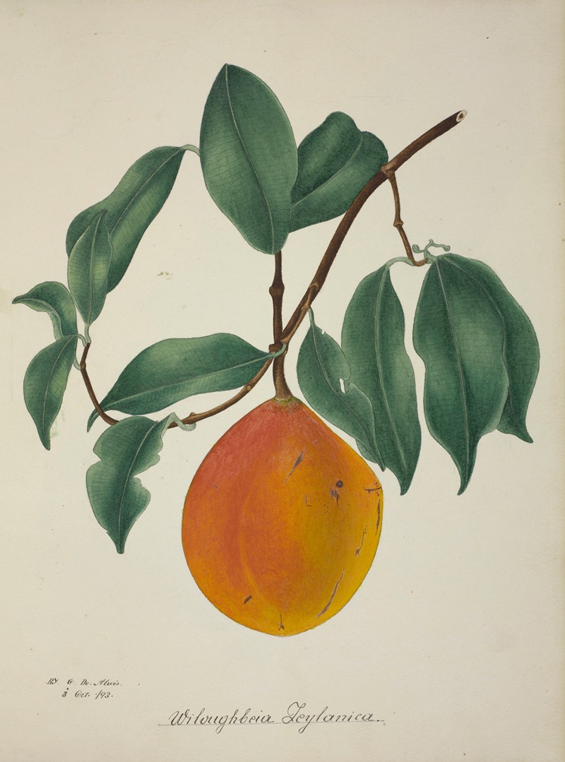 Mon Jardin a Ceylan Pl.144 by George De Alwis, 1896 — digital art print download