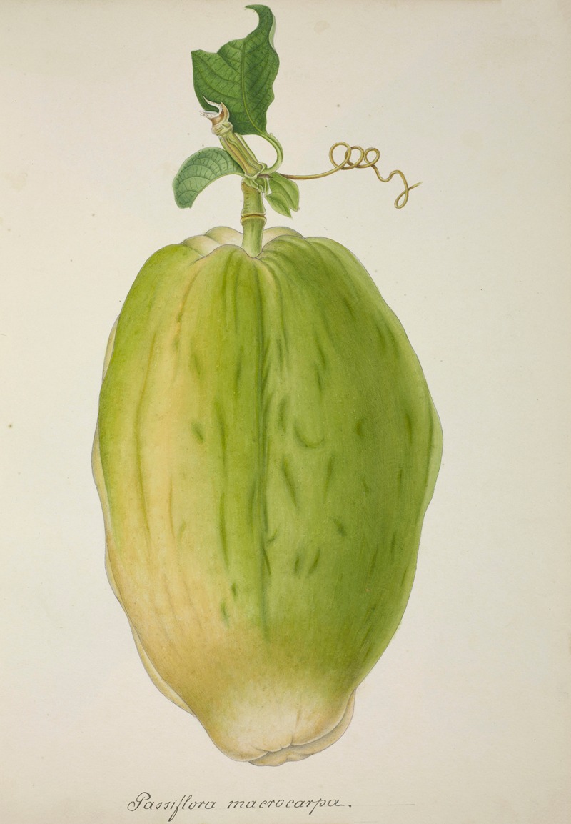 Mon Jardin a Ceylan Pl.146 by George De Alwis, 1896 — digital art print download
