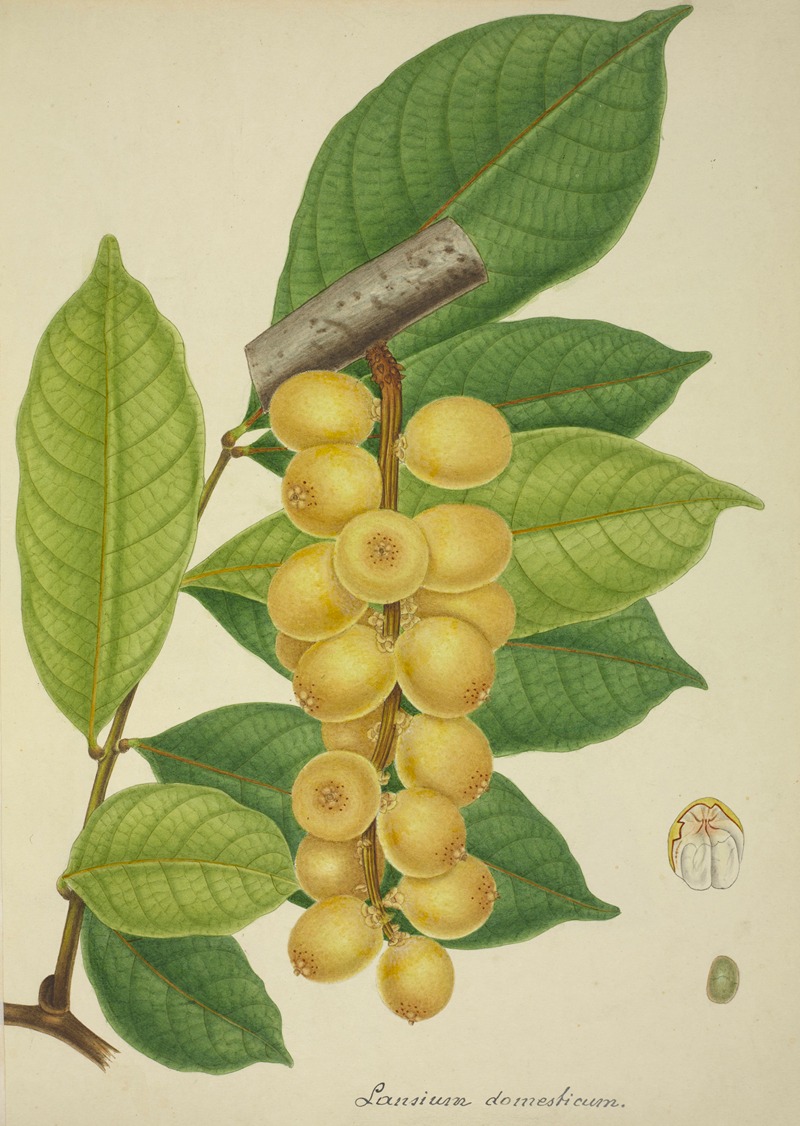 Mon Jardin a Ceylan Pl.150 by George De Alwis, 1896 — digital art print download