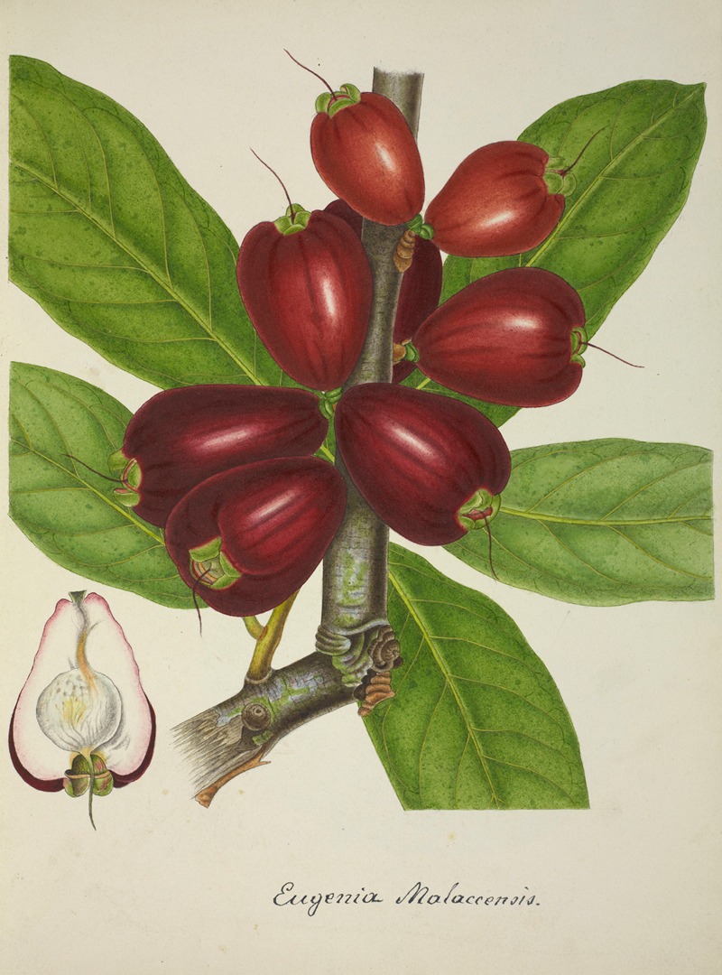 Mon Jardin a Ceylan Pl.151 by George De Alwis, 1896 — digital art print download