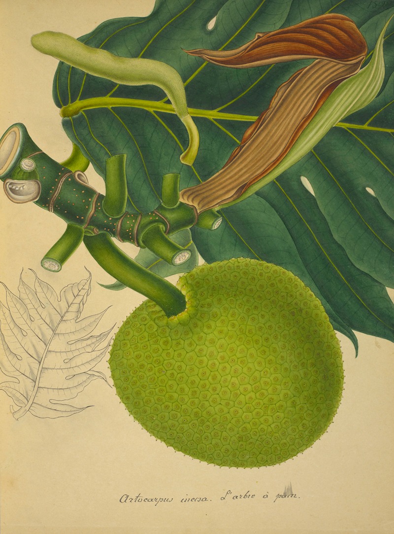 Mon Jardin a Ceylan Pl.152 by George De Alwis, 1896 — digital art print download