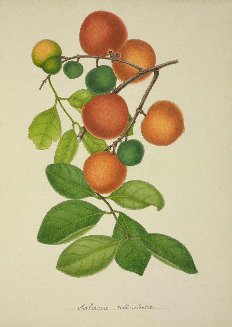 Mon Jardin a Ceylan Pl.155 by George De Alwis, 1896 — digital art print download