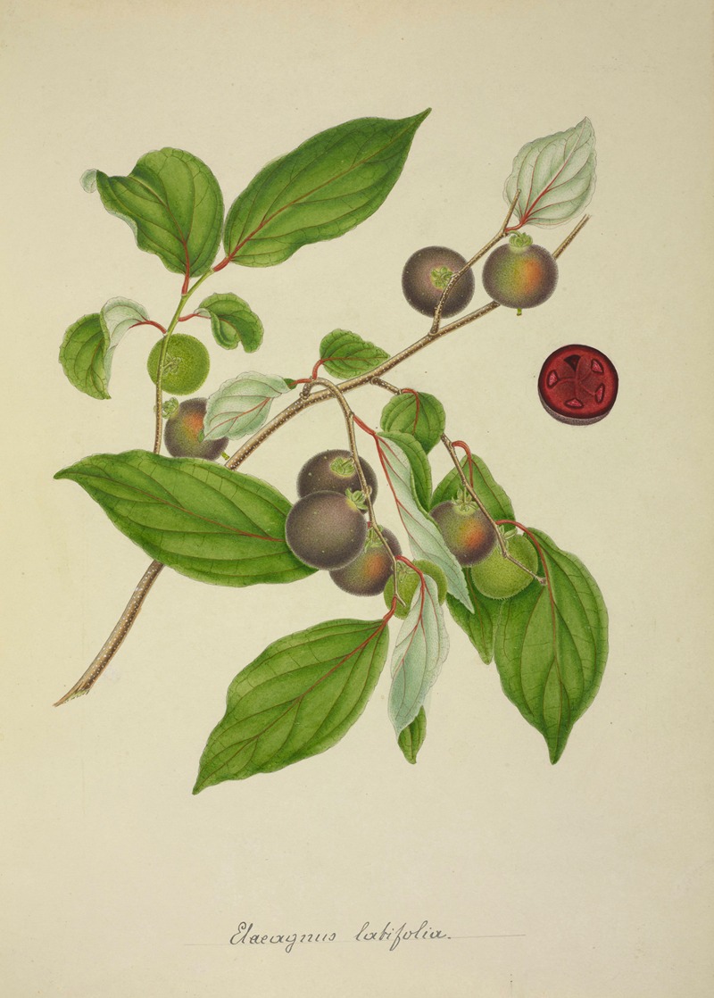 Mon Jardin a Ceylan Pl.156 by George De Alwis, 1896 — digital art print download