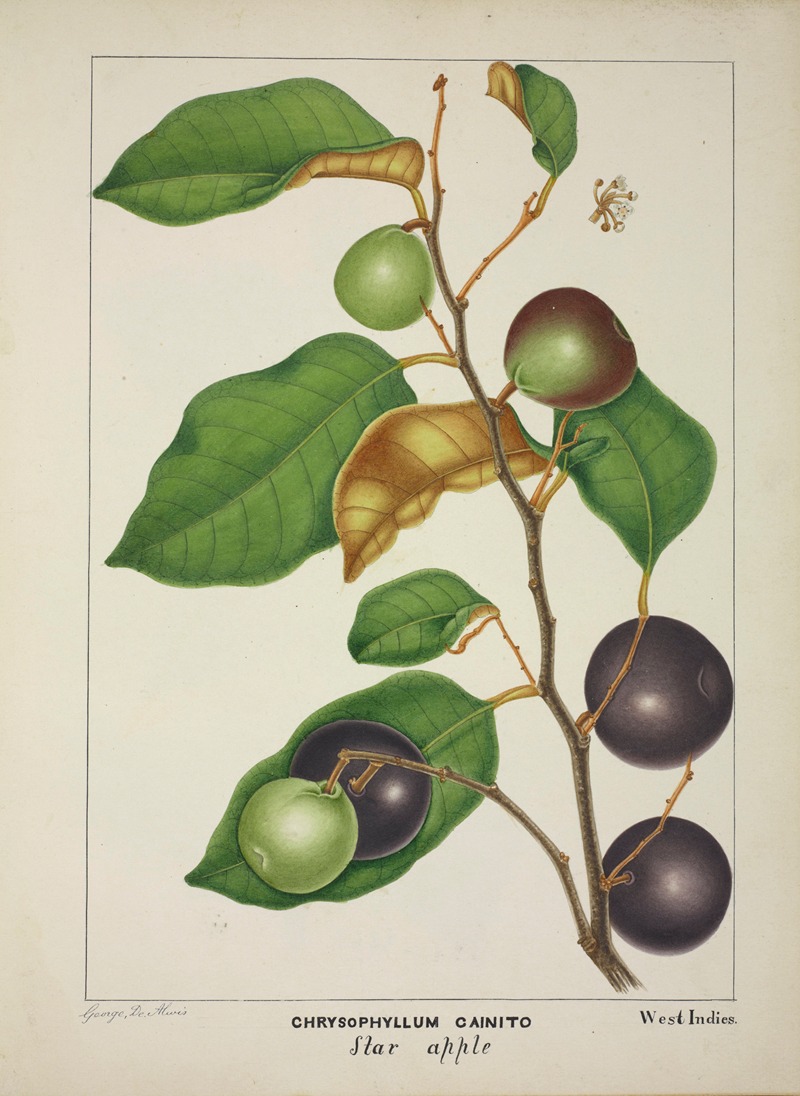 Mon Jardin a Ceylan Pl.157 by George De Alwis, 1896 — digital art print download