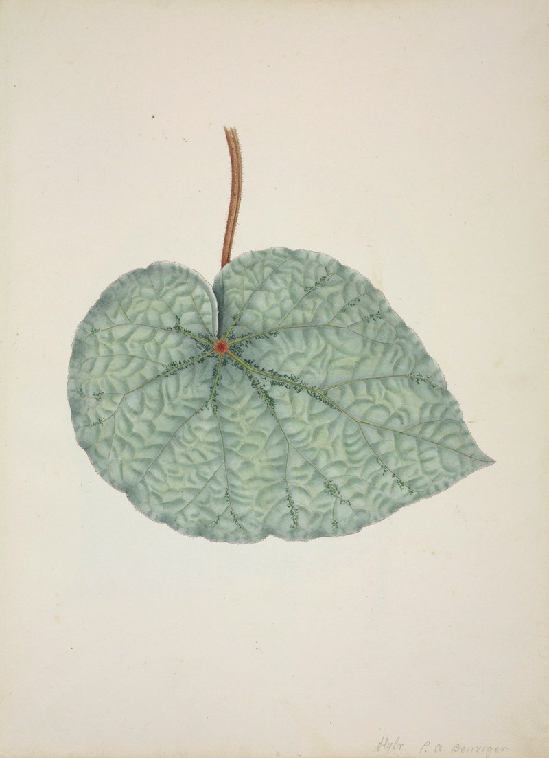Mon Jardin a Ceylan Pl.162 by George De Alwis, 1896 — digital art print download