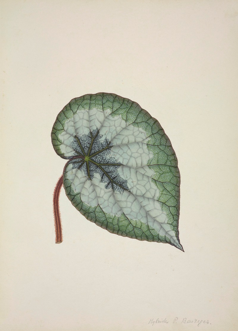 Mon Jardin a Ceylan Pl.166 by George De Alwis, 1896 — digital art print download