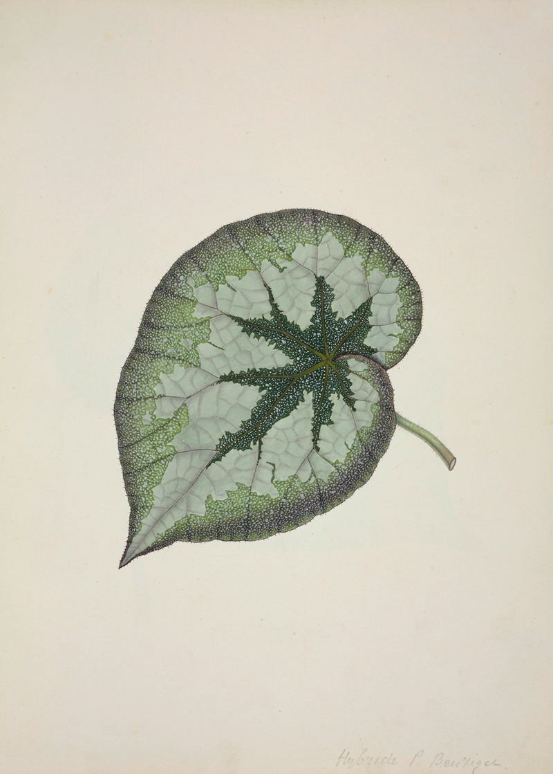 Mon Jardin a Ceylan Pl.167 by George De Alwis, 1896 — digital art print download