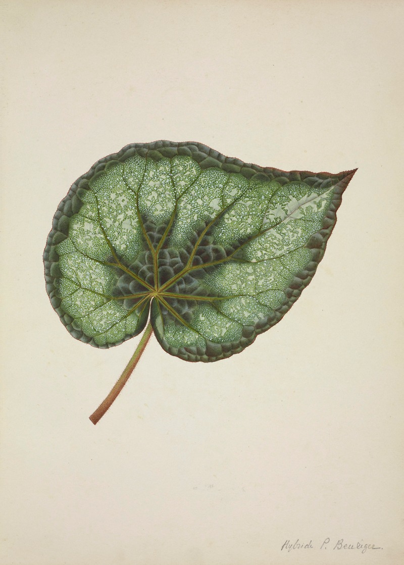 Mon Jardin a Ceylan Pl.172 by George De Alwis, 1896 — digital art print download
