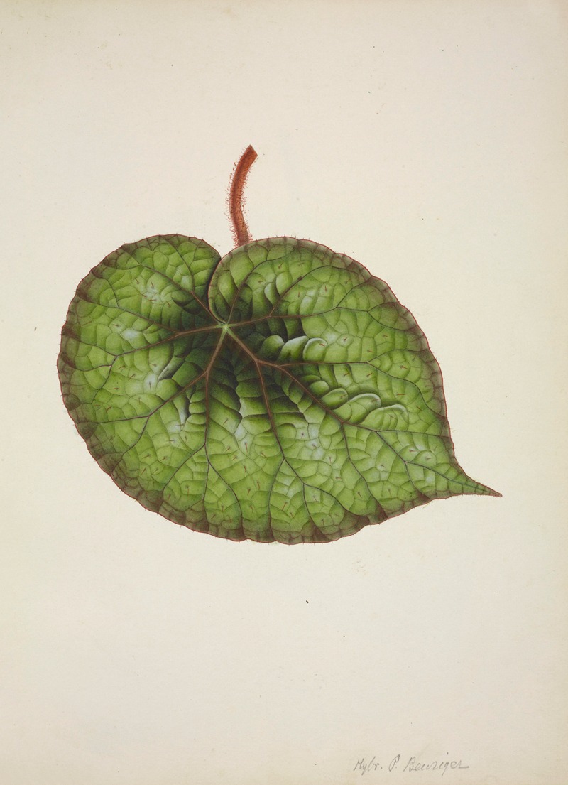 Mon Jardin a Ceylan Pl.175 by George De Alwis, 1896 — digital art print download