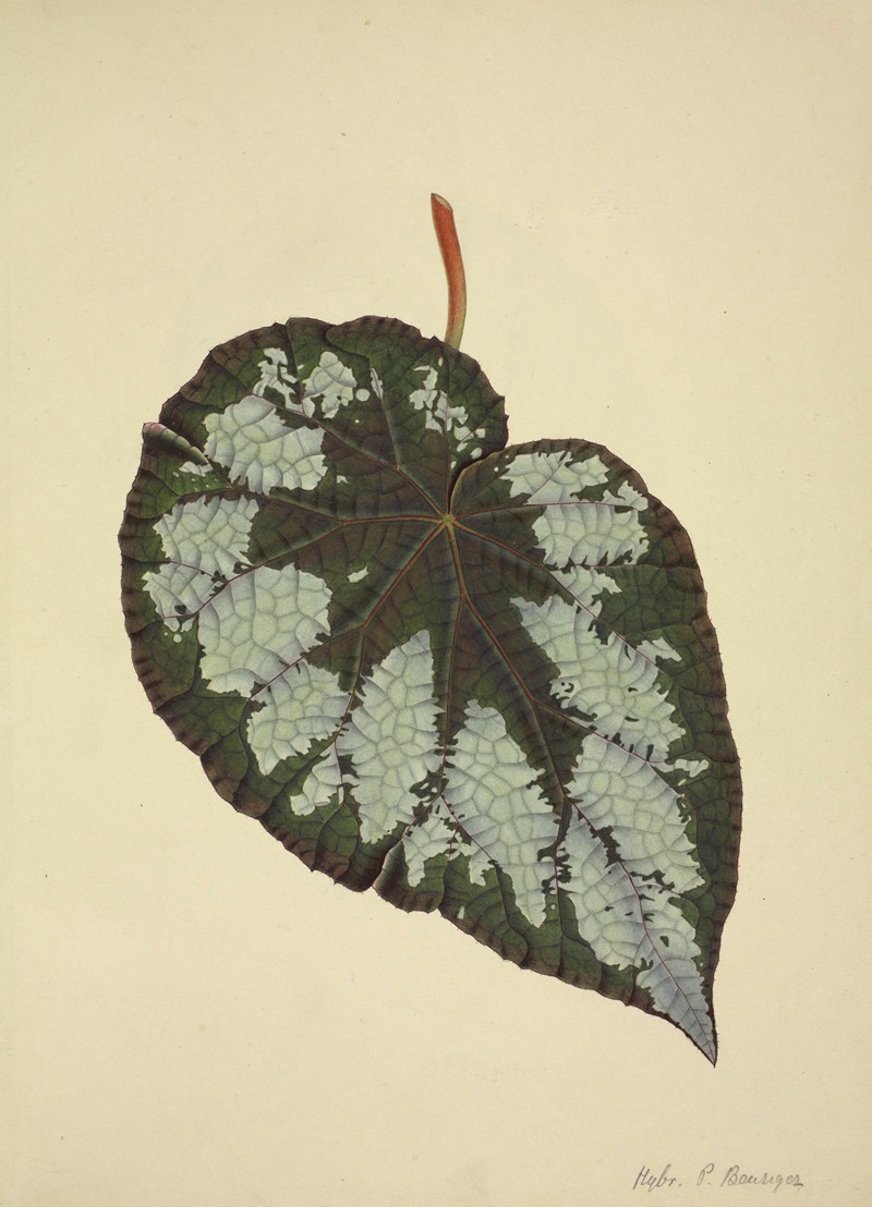 Mon Jardin a Ceylan Pl.176 by George De Alwis, 1896 — digital art print download