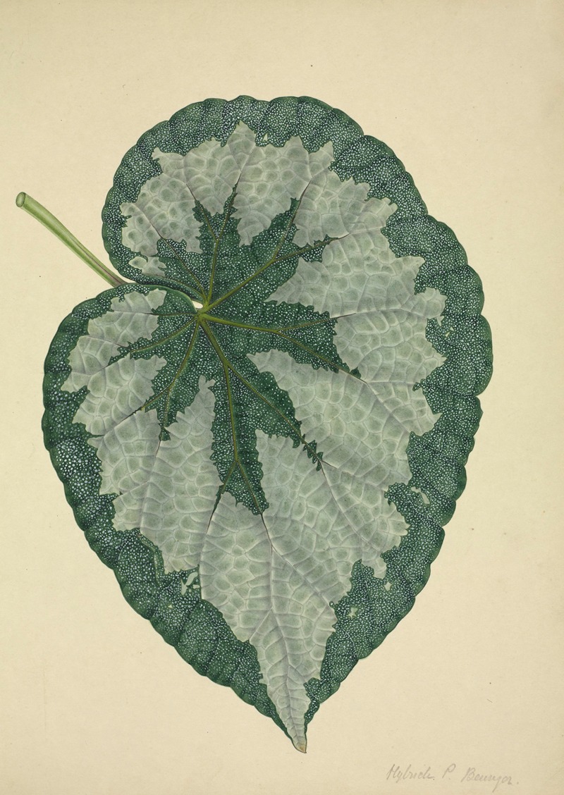 Mon Jardin a Ceylan Pl.181 by George De Alwis, 1896 — digital art print download