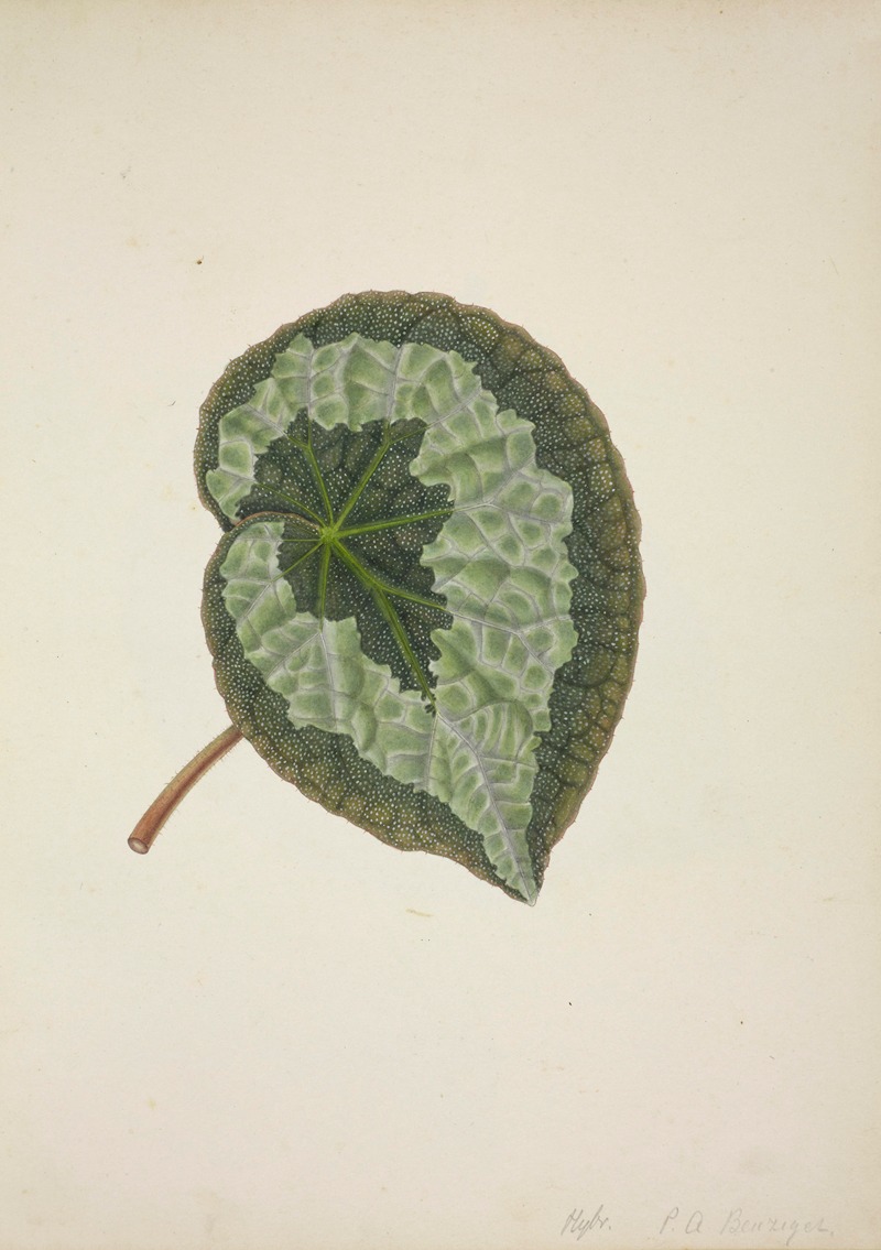 Mon Jardin a Ceylan Pl.183 by George De Alwis, 1896 — digital art print download
