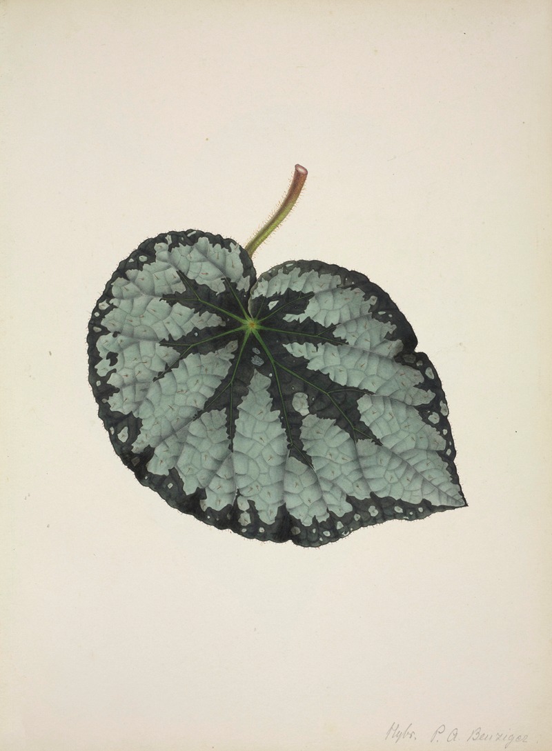 Mon Jardin a Ceylan Pl.184 by George De Alwis, 1896 — digital art print download