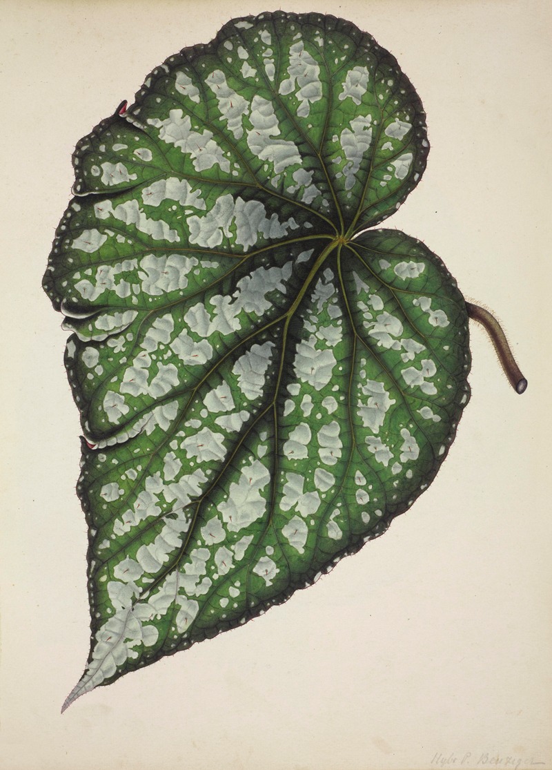 Mon Jardin a Ceylan Pl.187 by George De Alwis, 1896 — digital art print download