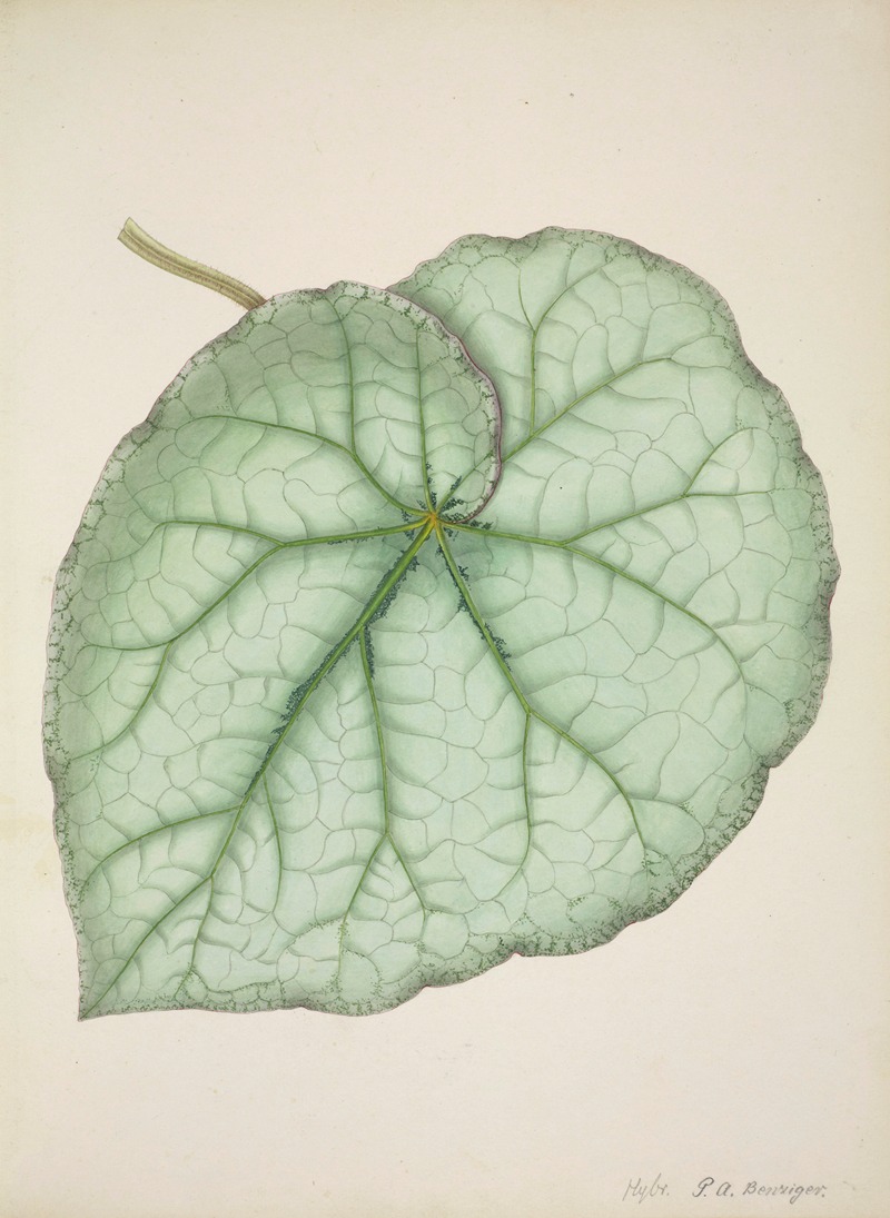 Mon Jardin a Ceylan Pl.188 by George De Alwis, 1896 — digital art print download