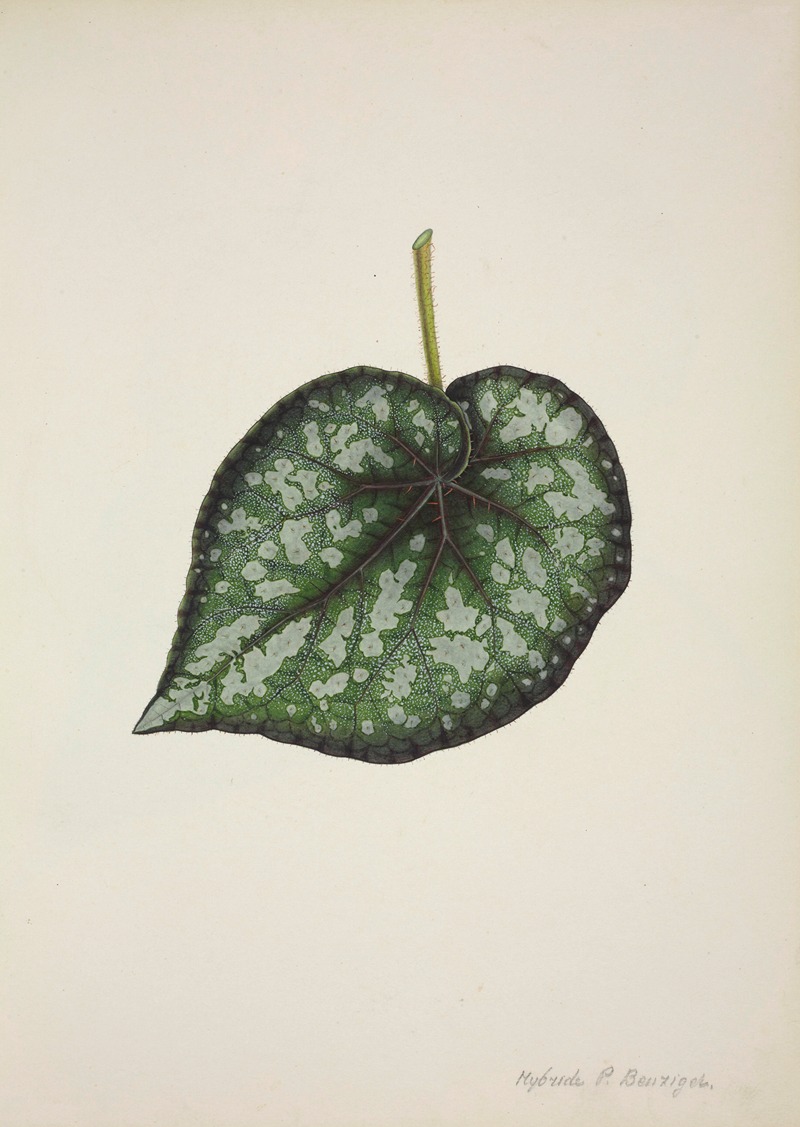 Mon Jardin a Ceylan Pl.189 by George De Alwis, 1896 — digital art print download