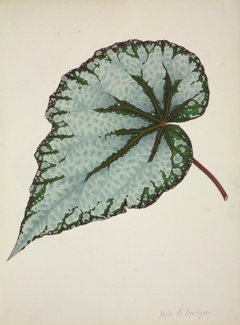 Mon Jardin a Ceylan Pl.190 by George De Alwis, 1896 — digital art print download