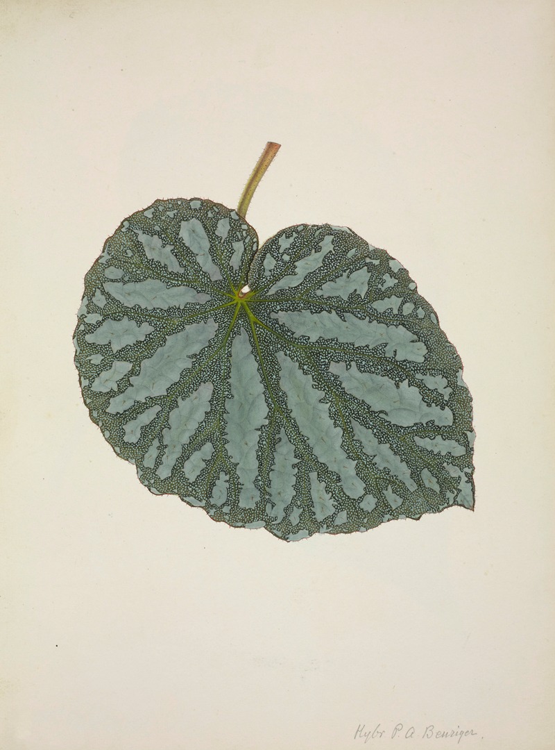 Mon Jardin a Ceylan Pl.200 by George De Alwis, 1896 — digital art print download
