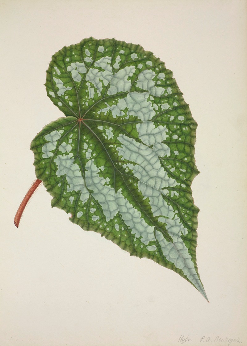Mon Jardin a Ceylan Pl.201 by George De Alwis, 1896 — digital art print download