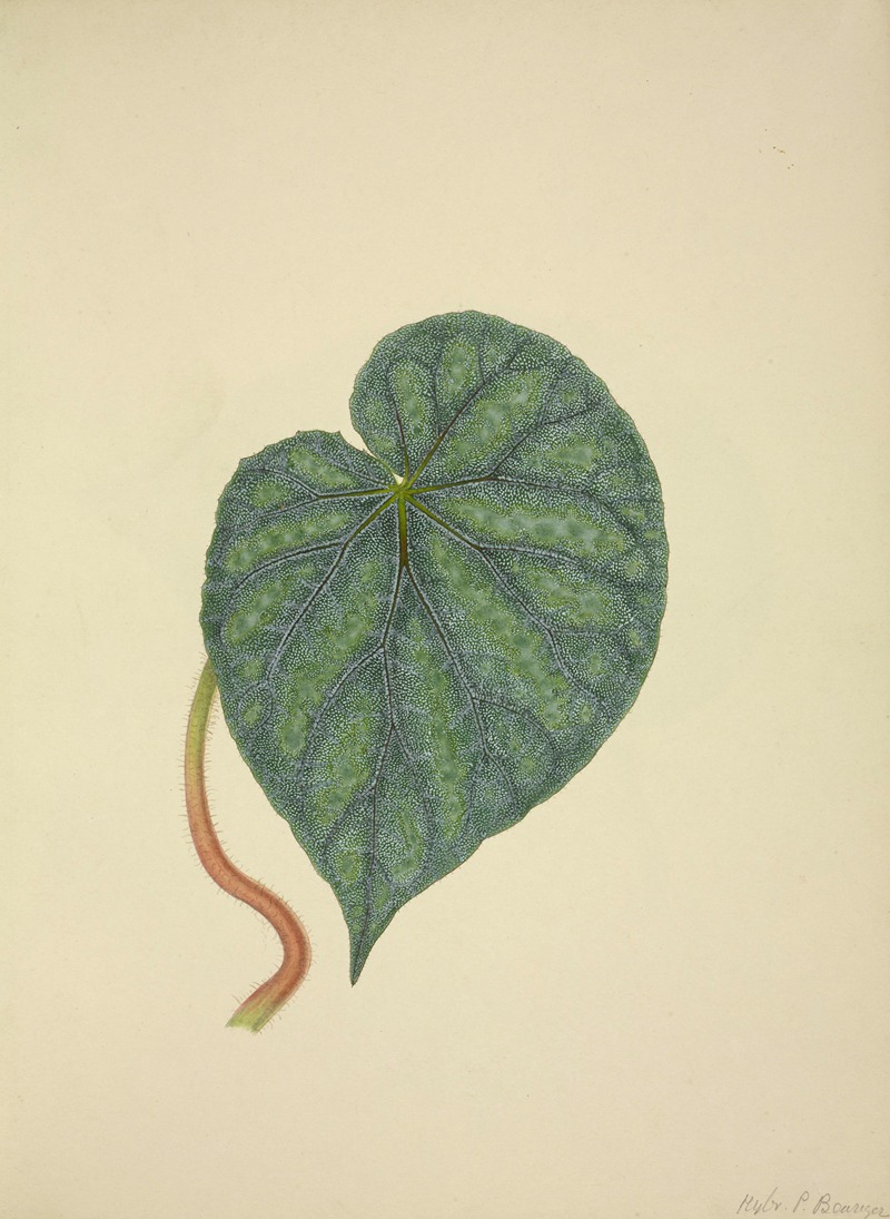 Mon Jardin a Ceylan Pl.204 by George De Alwis, 1896 — digital art print download
