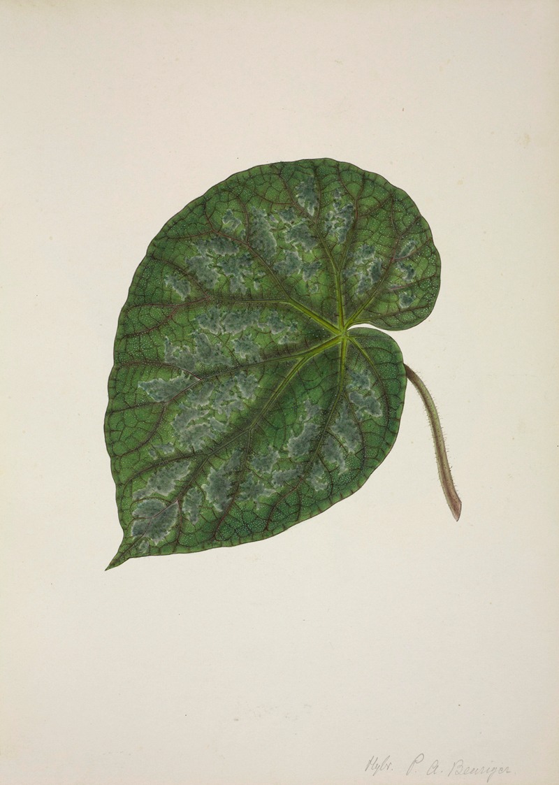 Mon Jardin a Ceylan Pl.209 by George De Alwis, 1896 — digital art print download