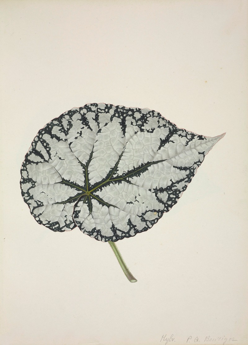Mon Jardin a Ceylan Pl.212 by George De Alwis, 1896 — digital art print download