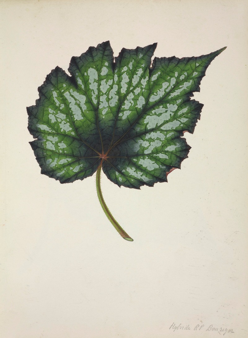 Mon Jardin a Ceylan Pl.216 by George De Alwis, 1896 — digital art print download