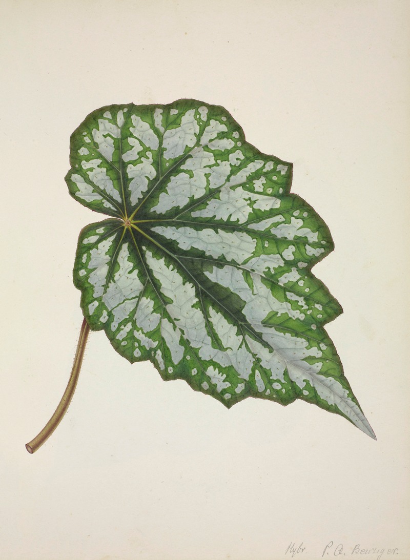 Mon Jardin a Ceylan Pl.217 by George De Alwis, 1896 — digital art print download