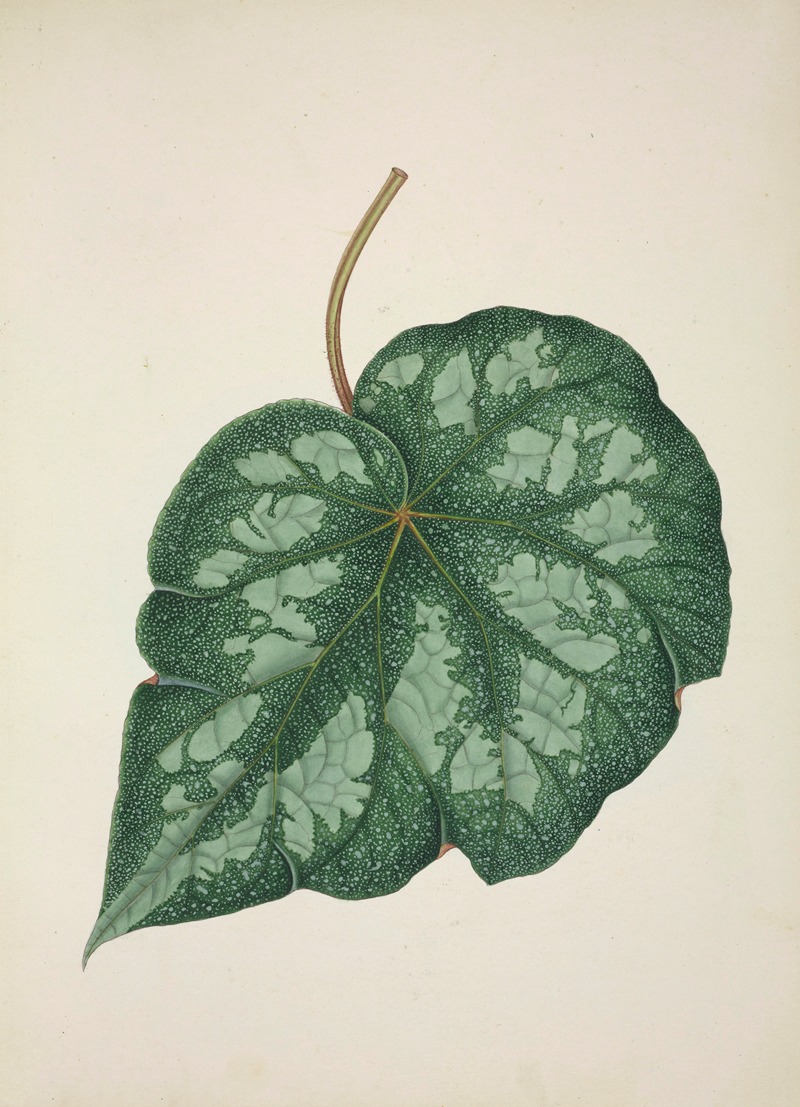 Mon Jardin a Ceylan Pl.218 by George De Alwis, 1896 — digital art print download