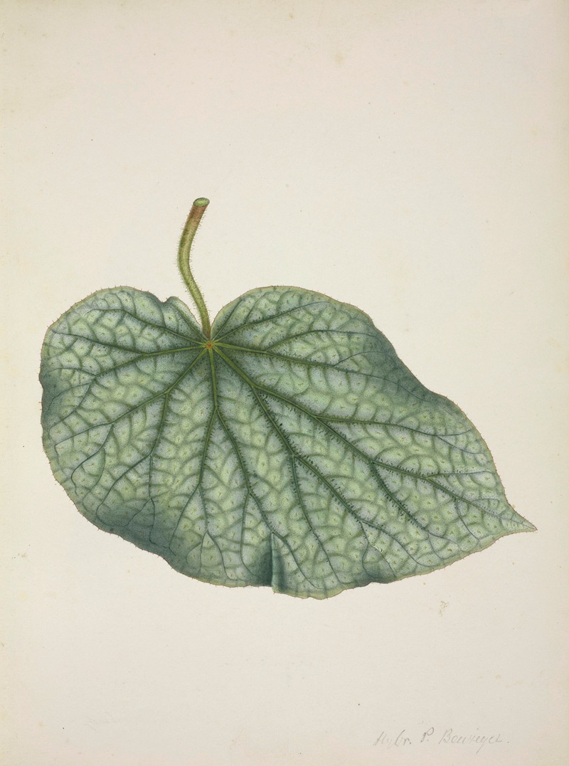Mon Jardin a Ceylan Pl.220 by George De Alwis, 1896 — digital art print download