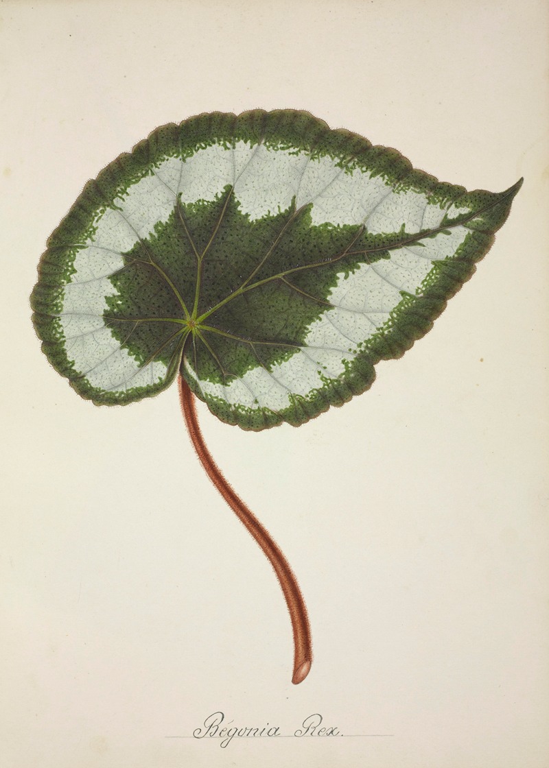Mon Jardin a Ceylan Pl.223 by George De Alwis, 1896 — digital art print download