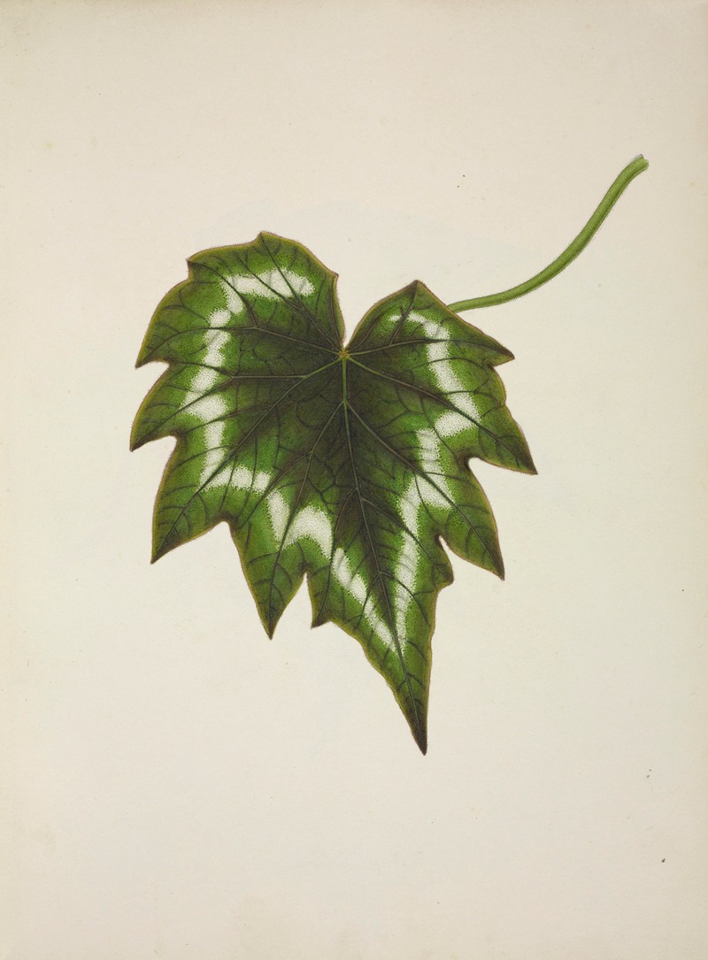 Mon Jardin a Ceylan Pl.226 by George De Alwis, 1896 — digital art print download