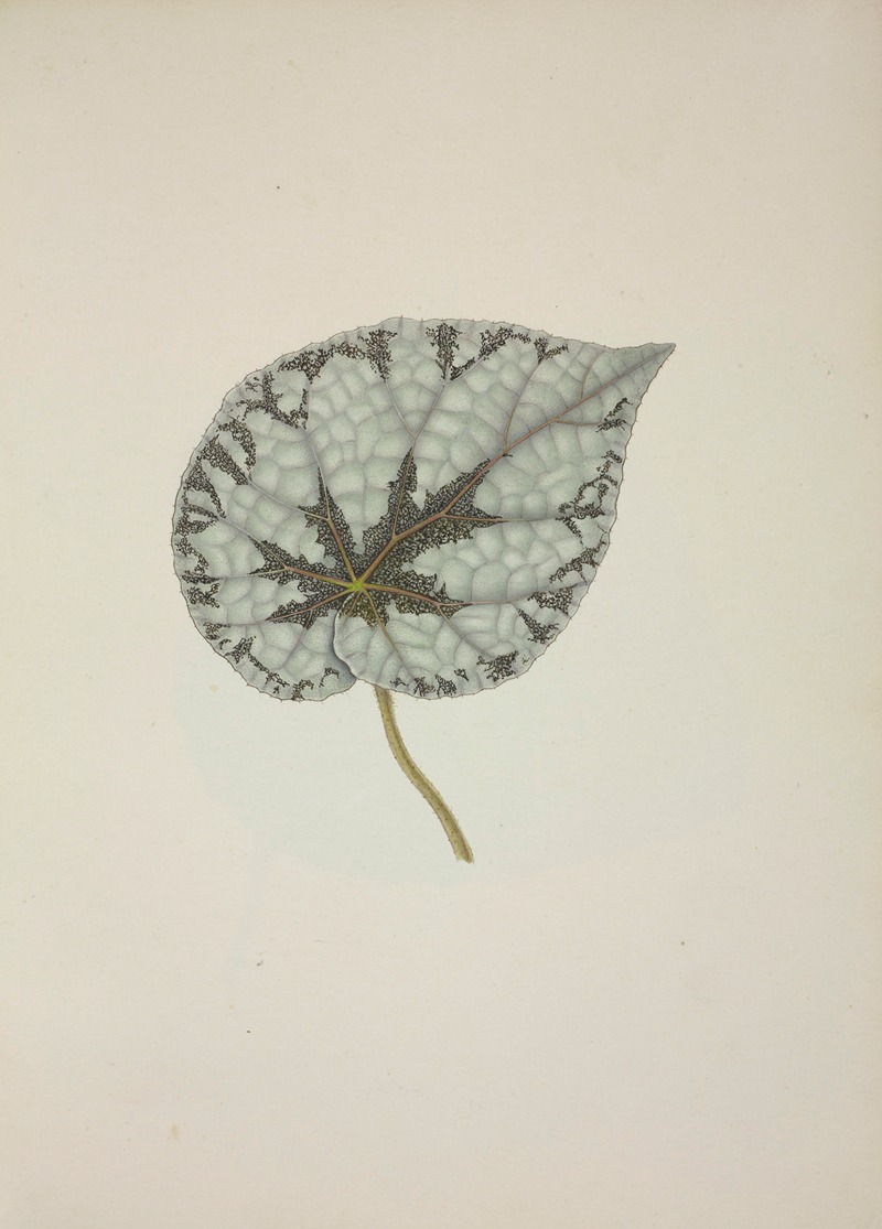 Mon Jardin a Ceylan Pl.229 by George De Alwis, 1896 — digital art print download