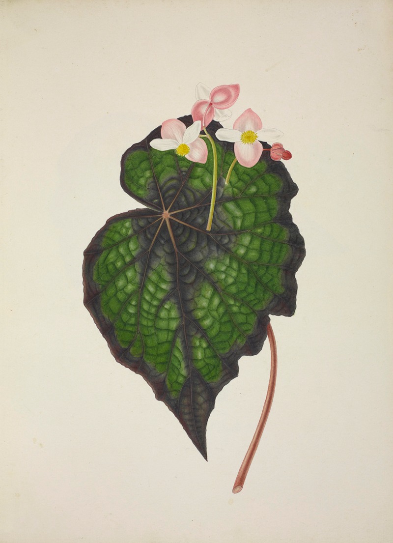 Mon Jardin a Ceylan Pl.234 by George De Alwis, 1896 — digital art print download