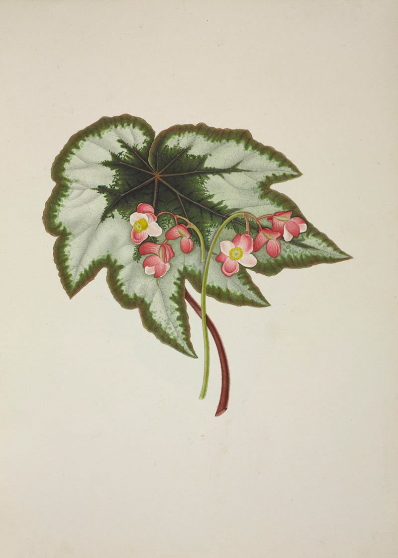 Mon Jardin a Ceylan Pl.235 by George De Alwis, 1896 — digital art print download