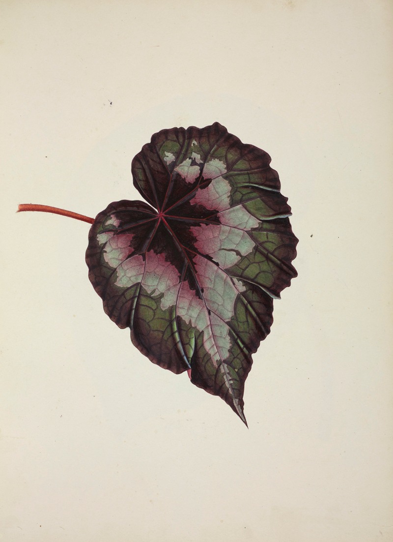 Mon Jardin a Ceylan Pl.236 by George De Alwis, 1896 — digital art print download