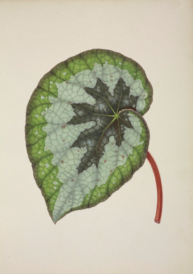 Mon Jardin a Ceylan Pl.237 by George De Alwis, 1896 — digital art print download