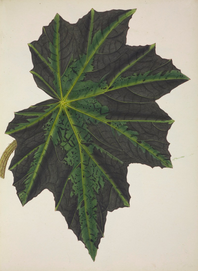 Mon Jardin a Ceylan Pl.240 by George De Alwis, 1896 — digital art print download