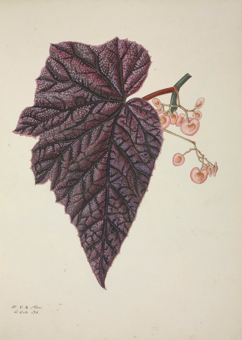 Mon Jardin a Ceylan Pl.243 by George De Alwis, 1896 — digital art print download