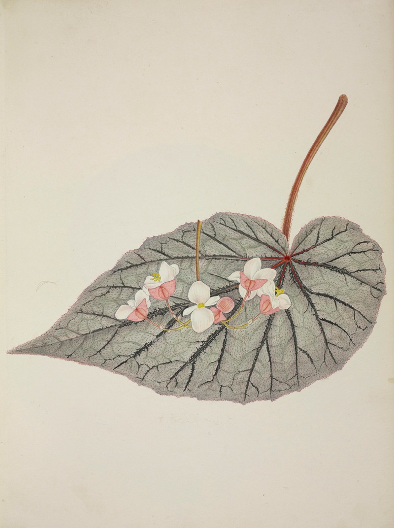 Mon Jardin a Ceylan Pl.244 by George De Alwis, 1896 — digital art print download