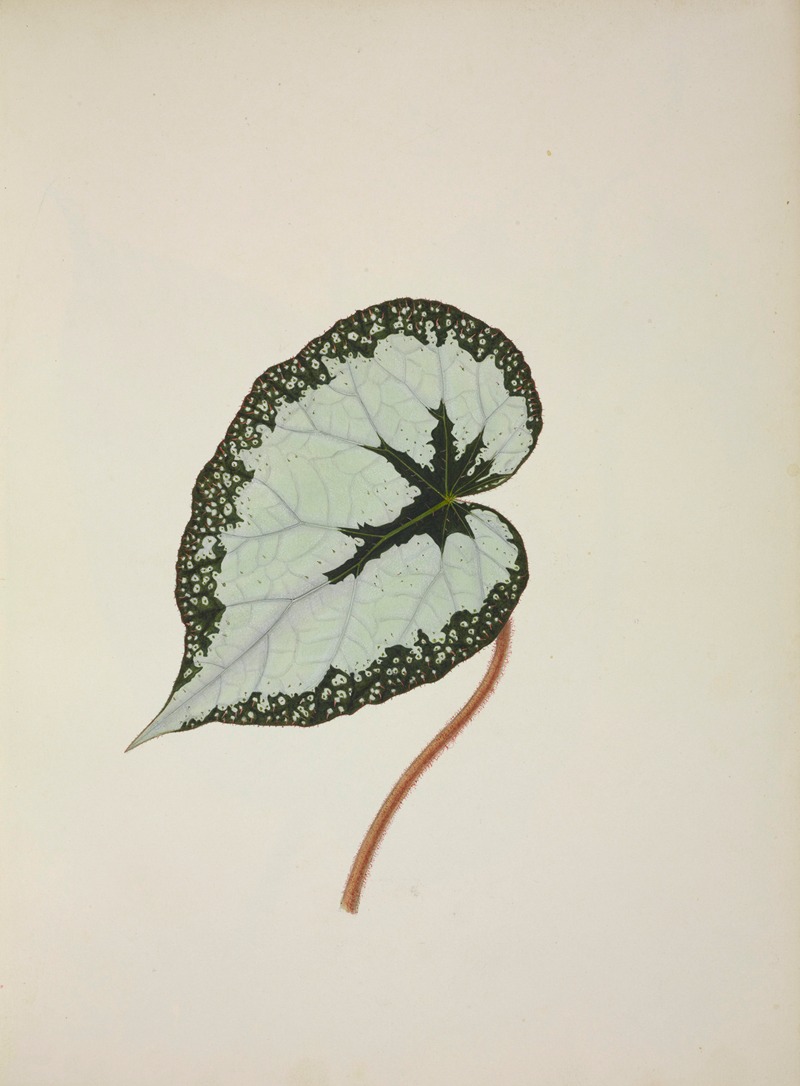 Mon Jardin a Ceylan Pl.246 by George De Alwis, 1896 — digital art print download