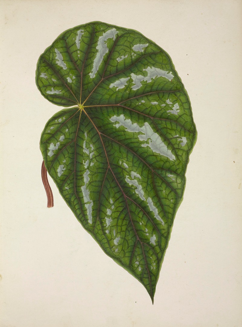 Mon Jardin a Ceylan Pl.248 by George De Alwis, 1896 — digital art print download