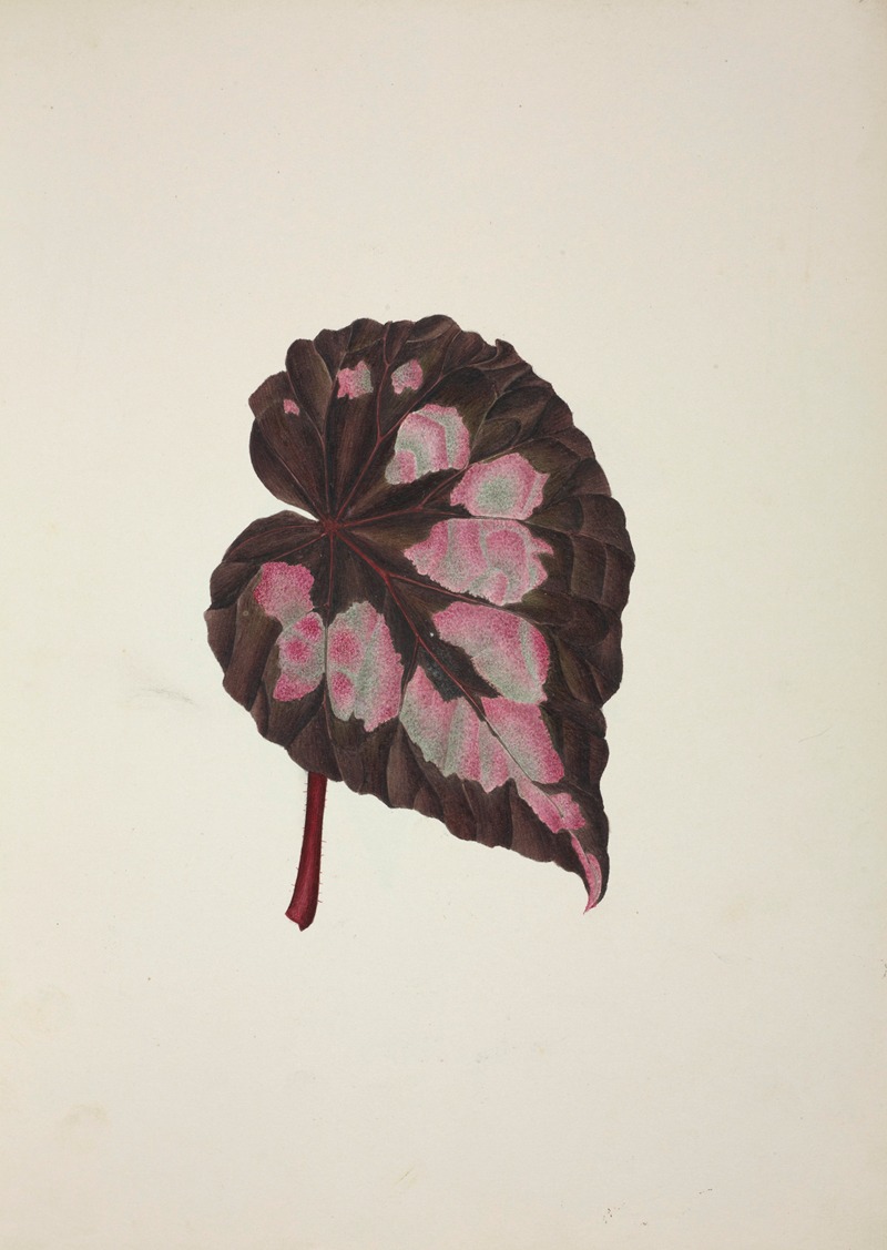 Mon Jardin a Ceylan Pl.249 by George De Alwis, 1896 — digital art print download