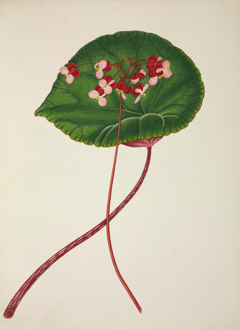 Mon Jardin a Ceylan Pl.255 by George De Alwis, 1896 — digital art print download