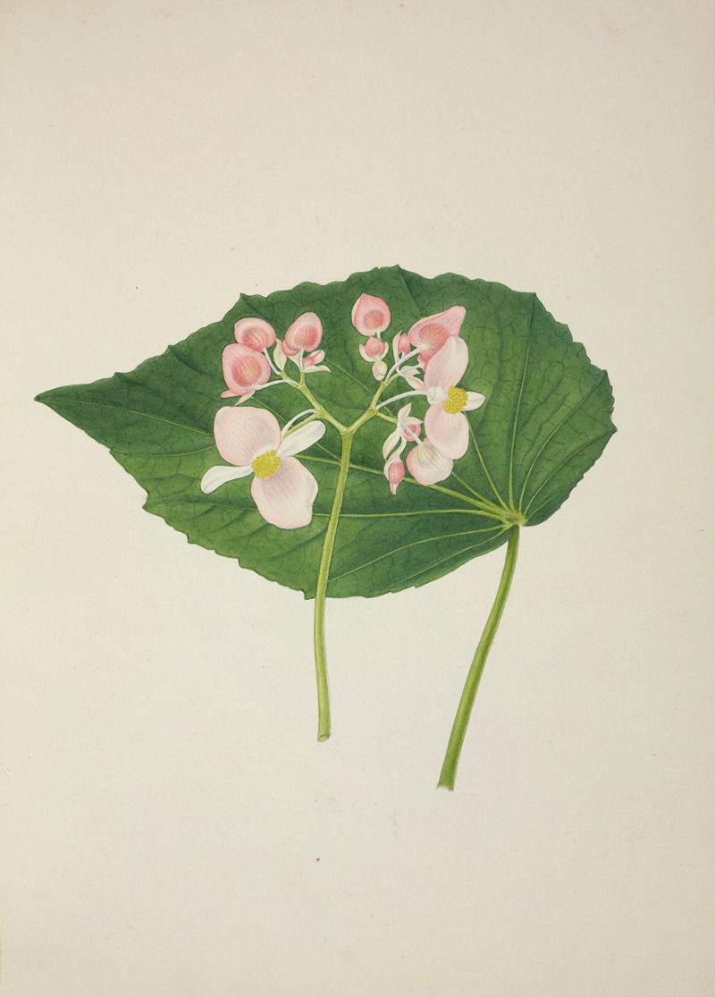 Mon Jardin a Ceylan Pl.256 by George De Alwis, 1896 — digital art print download